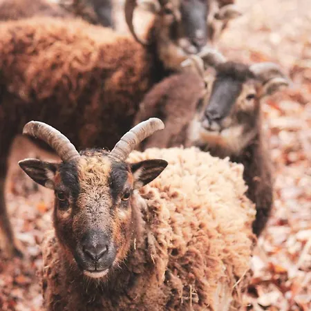 Eifelhuettchen Rotkehlchen