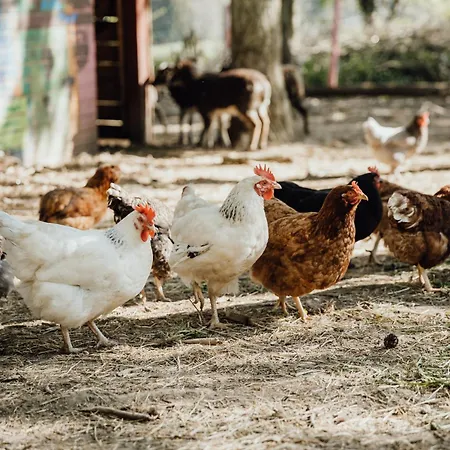 Eifelhuettchen Rotkehlchen Tatil Evi *