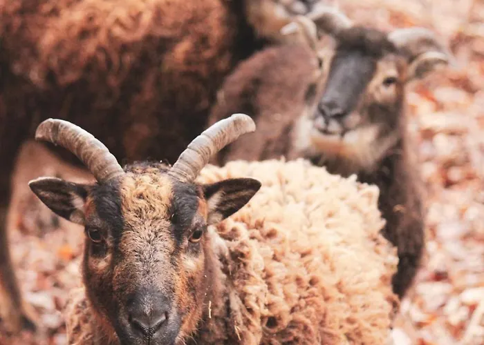 Eifelhuettchen Rotkehlchen